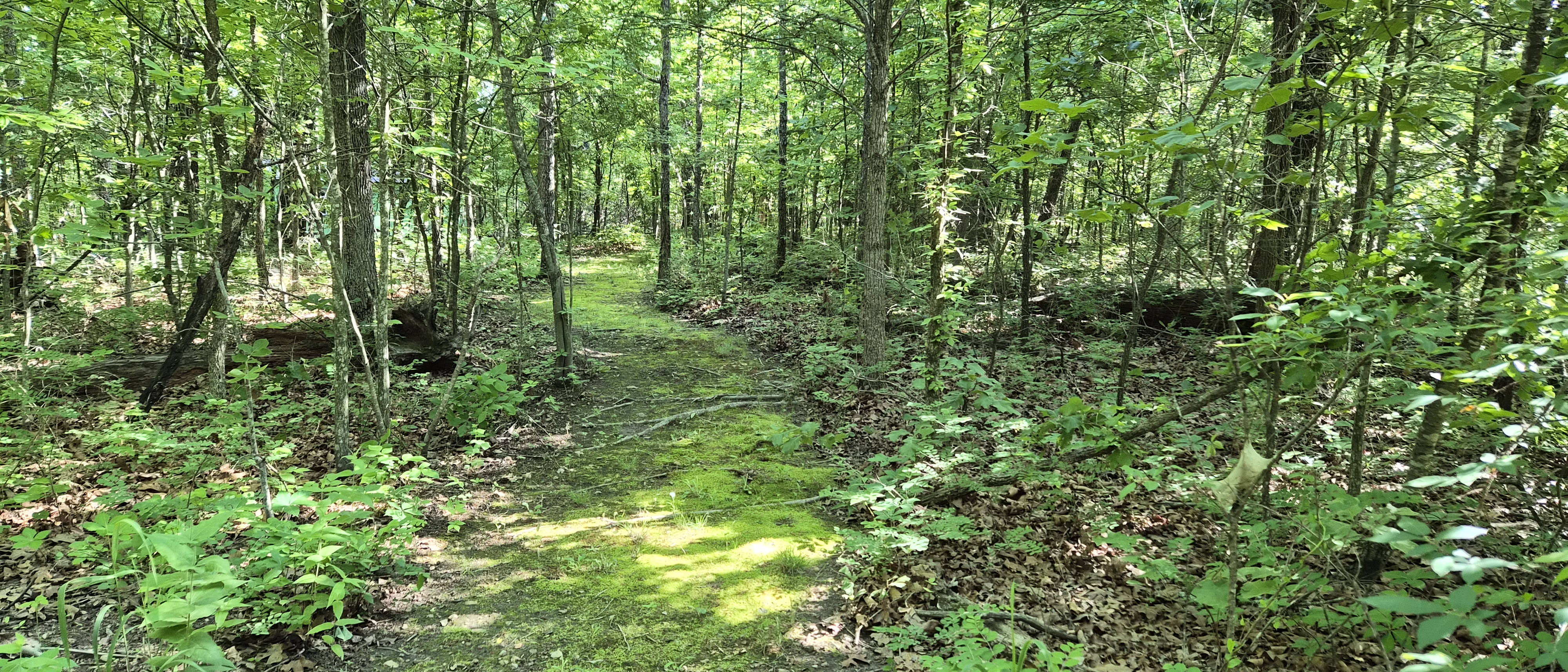 A mossy trail winding through the woods